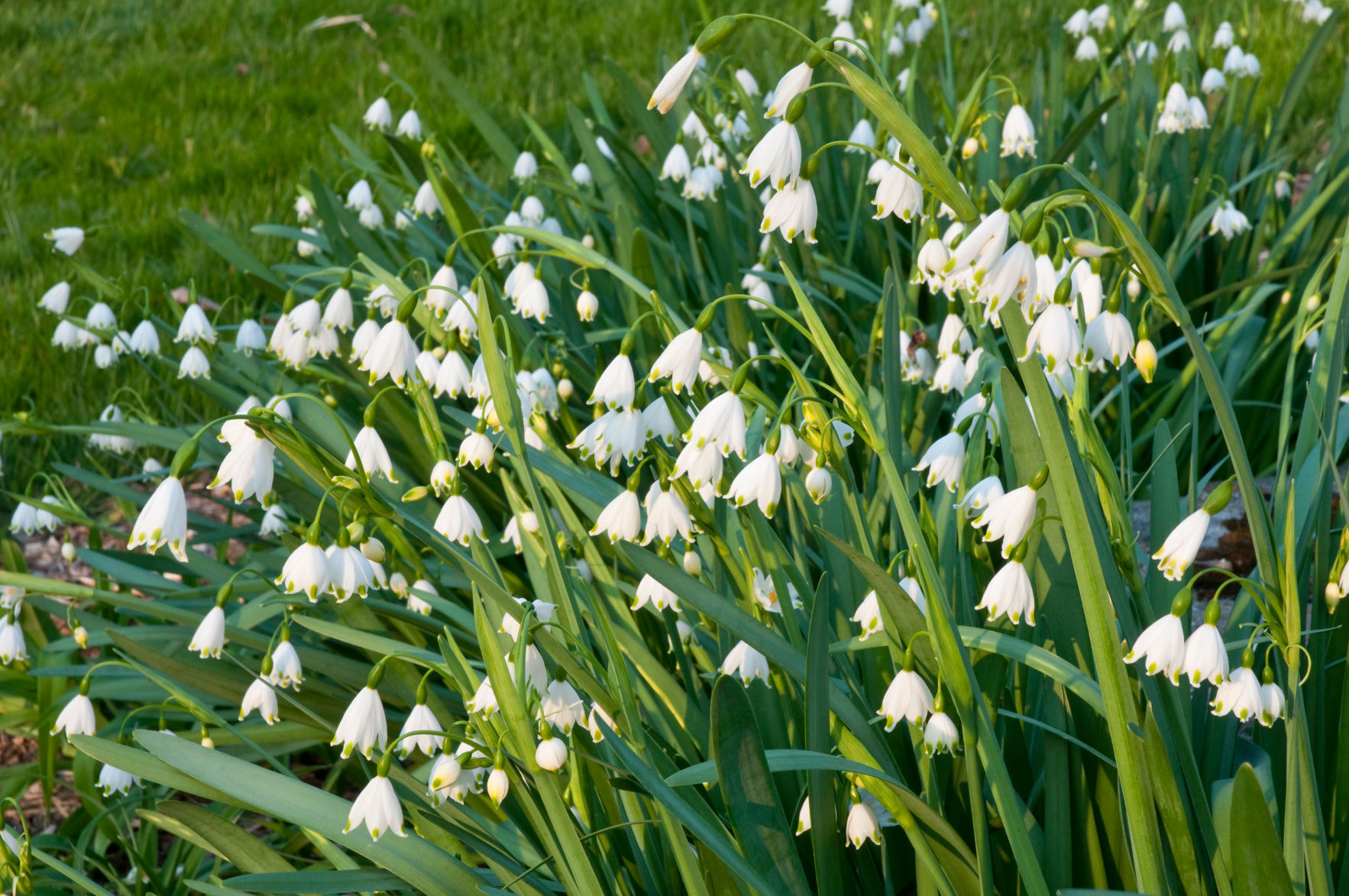 Snowflake, Leucojum, CU